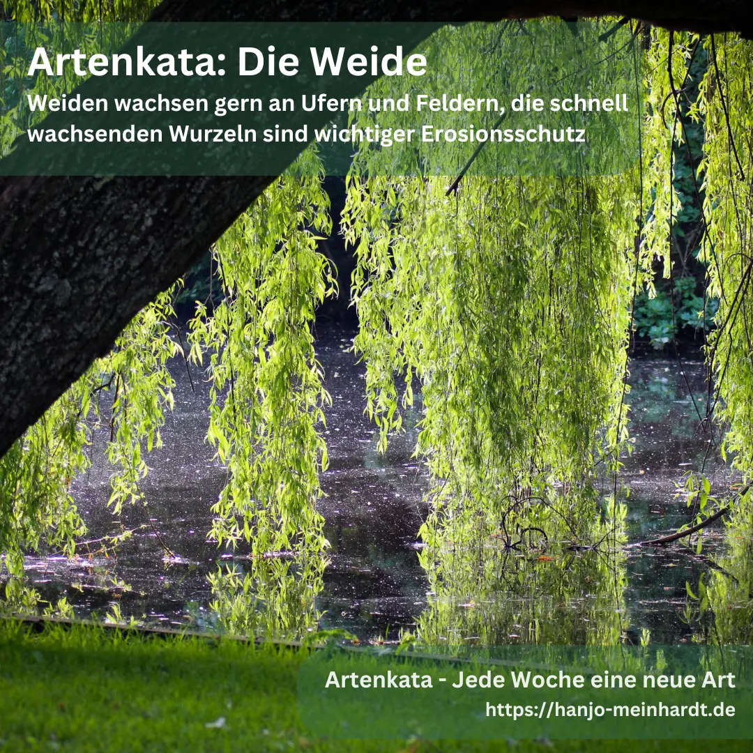 Eine Trauerweide wächst schräg im Bild. Die langen Ruten hängen über einem Teich. Darüber steht: Weiden wachsen gern an Ufern und Feldern, die schnell wachsenden Wurzeln sind wichtiger Erosionsschutz