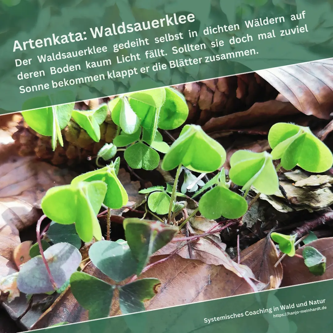 Eine blühende Waldsauerkleepflanze. Im Vordergrund liegt ein Zapfen. Über dem Bild steht: Artenkata: Der Waldsauerklee gedeiht selbst in dichten Nadelwälder auf deren Boden kaum Licht fällt. Sollten sie doch mal zuviel Sonne bekommen klappt er die Blätter zusammen.