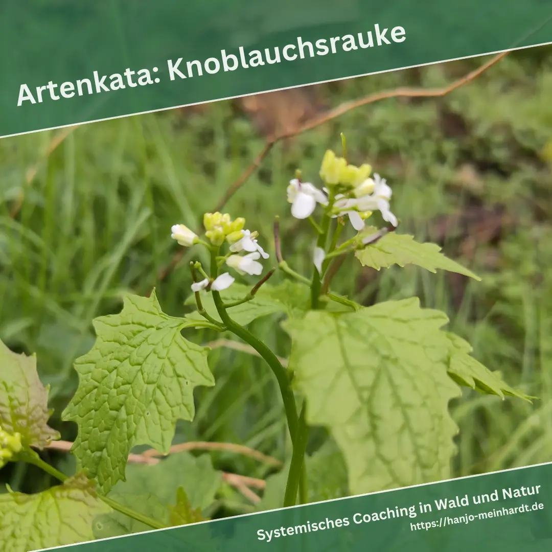 Die kleinen weißen Blüten der Knoblauchsrauke