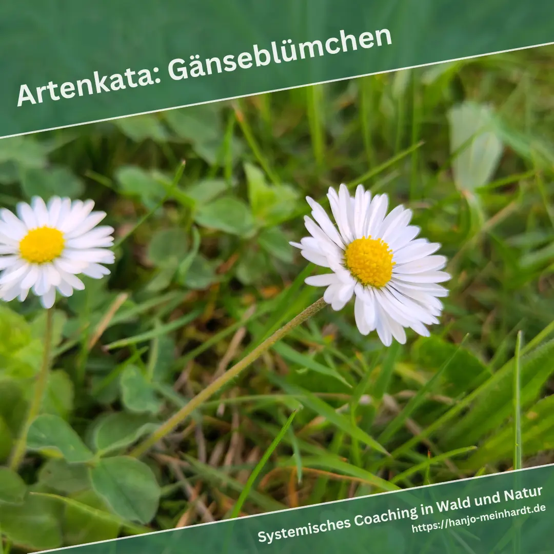 Einzelne Blüte eines Gänseblümchens