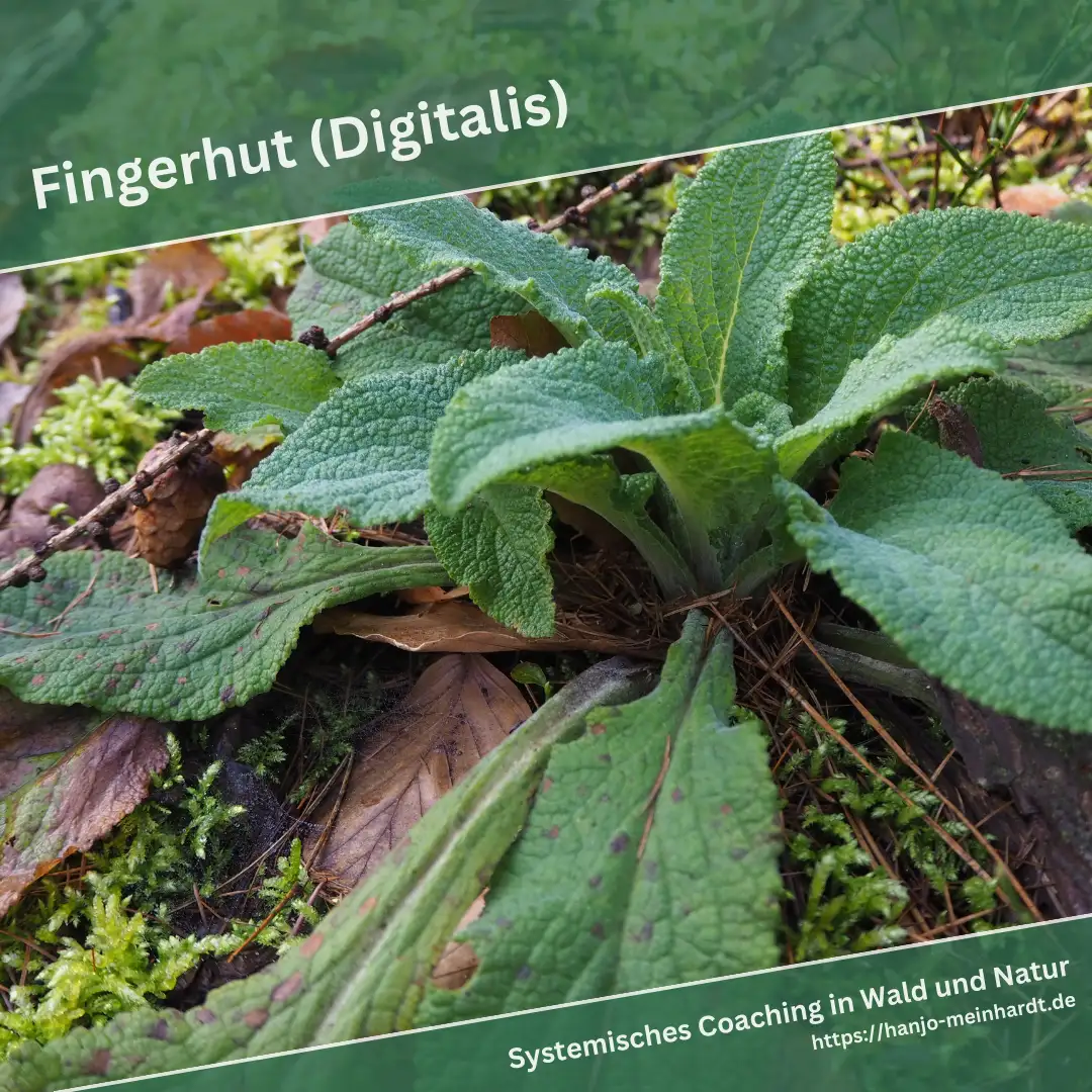 Blattrosette eines Fingerhutes im Winter