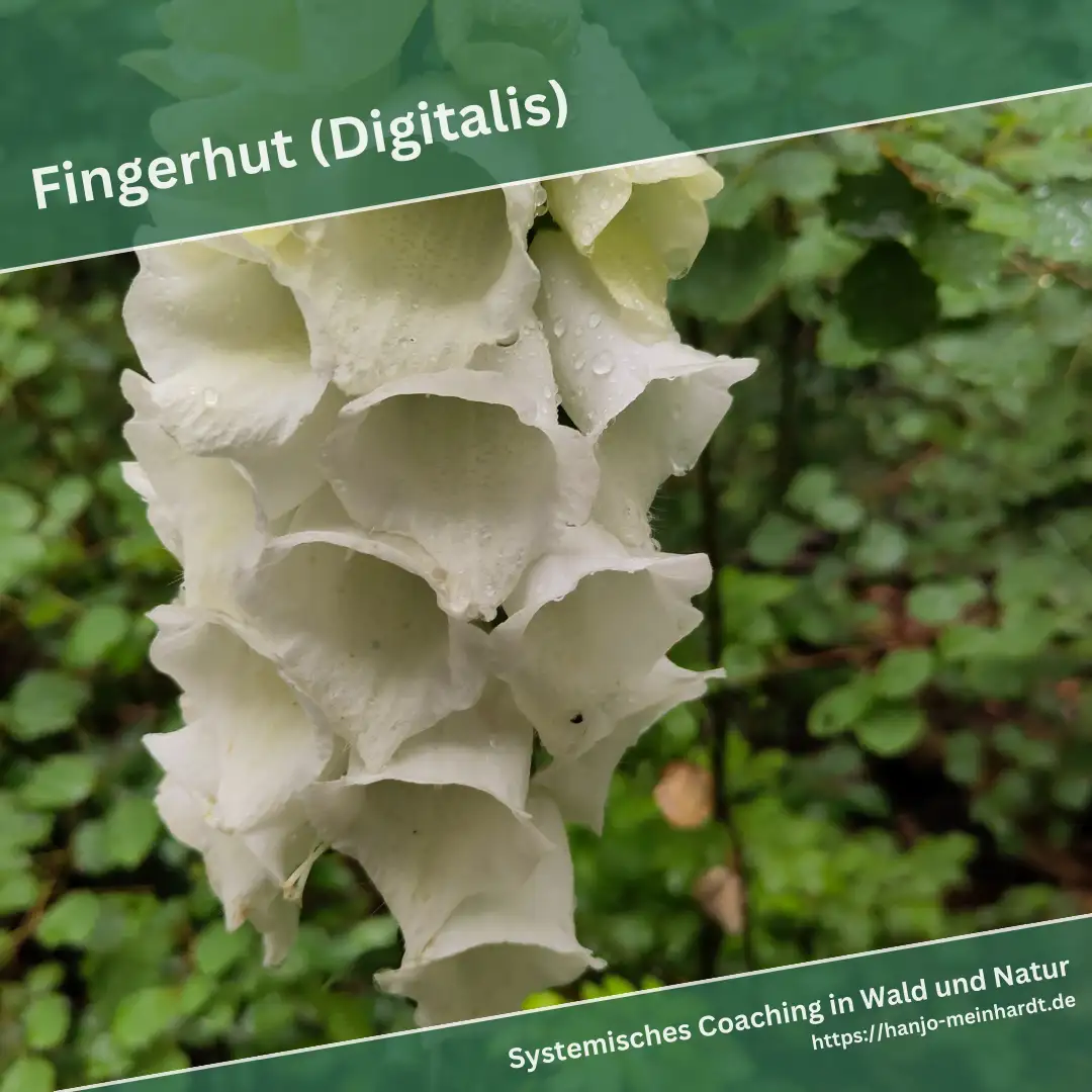 Weiße Fingerhutblüte