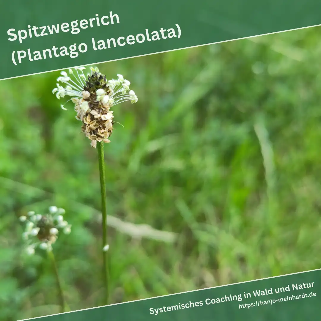 Nahaufnahme eines blühenden Spitzwegerichs (Plantago lanceolata). Der aufrechte Blütenstängel trägt eine kompakte Blüte, die von weißen Staubblättern umgeben ist. Die grüne Wiese im Hintergrund ist leicht verschwommen.