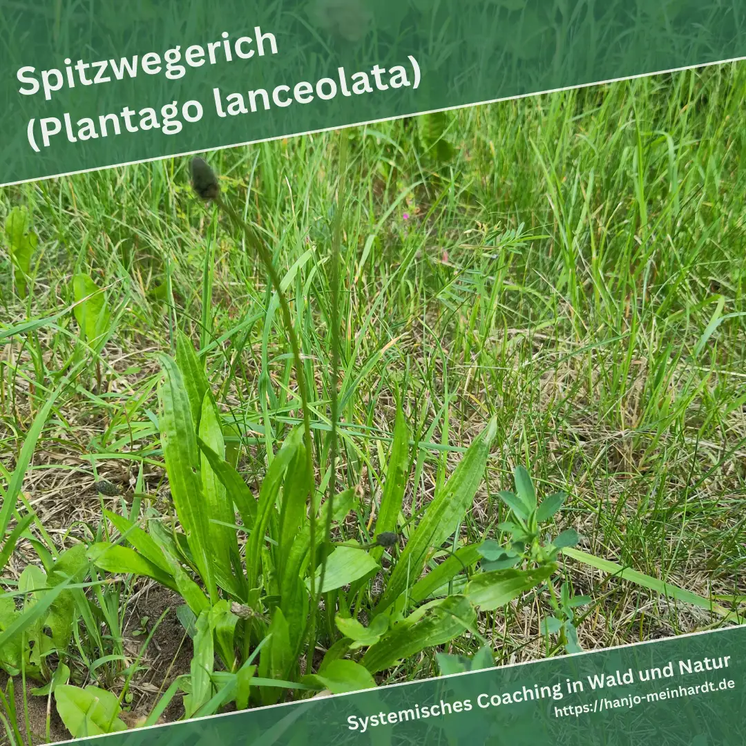 Spitzwegerichpflanze (Plantago lanceolata) in einer Wiese mit gemischter Vegetation. Die spitzen, lanzettlichen Blätter sind im Vordergrund zu sehen, während andere Pflanzen und Gras im Hintergrund wachsen.