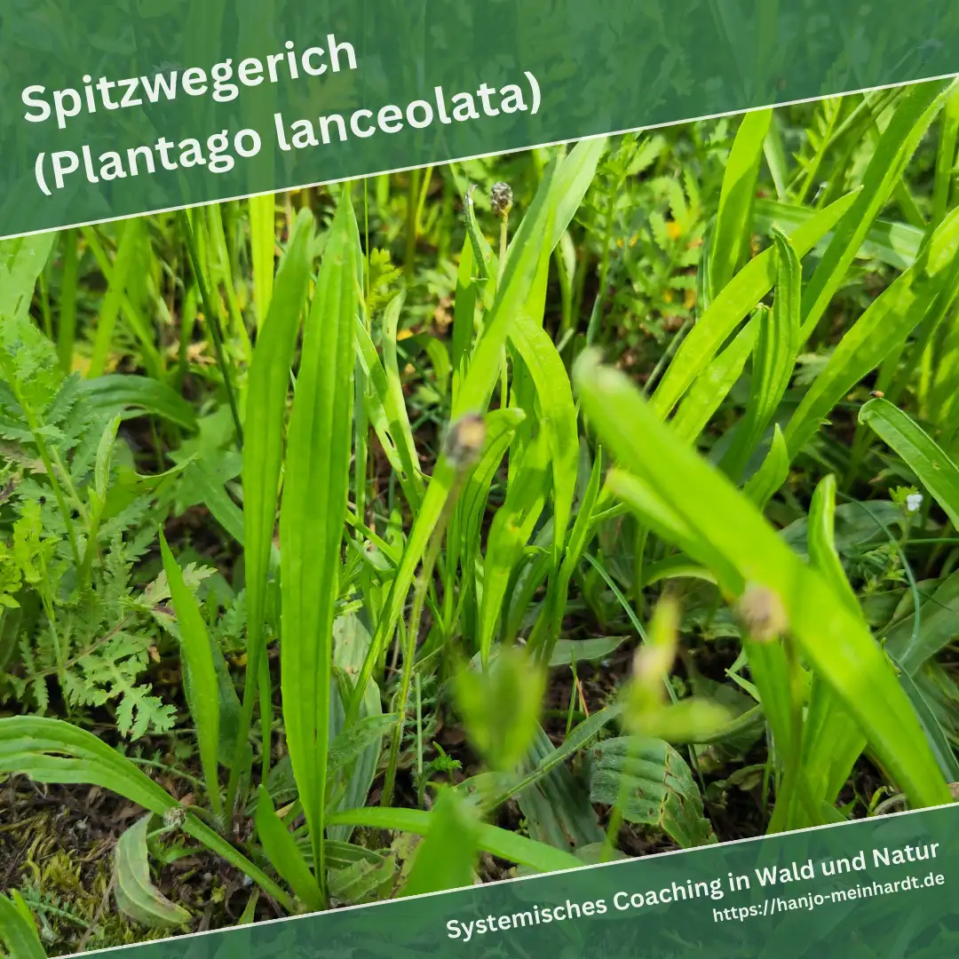 Nahaufnahme von Spitzwegerichpflanzen (Plantago lanceolata) in einer grünen Wiese. Die lanzettlichen Blätter sind gut sichtbar, während einige Blütenstände leicht unscharf im Vordergrund erscheinen.