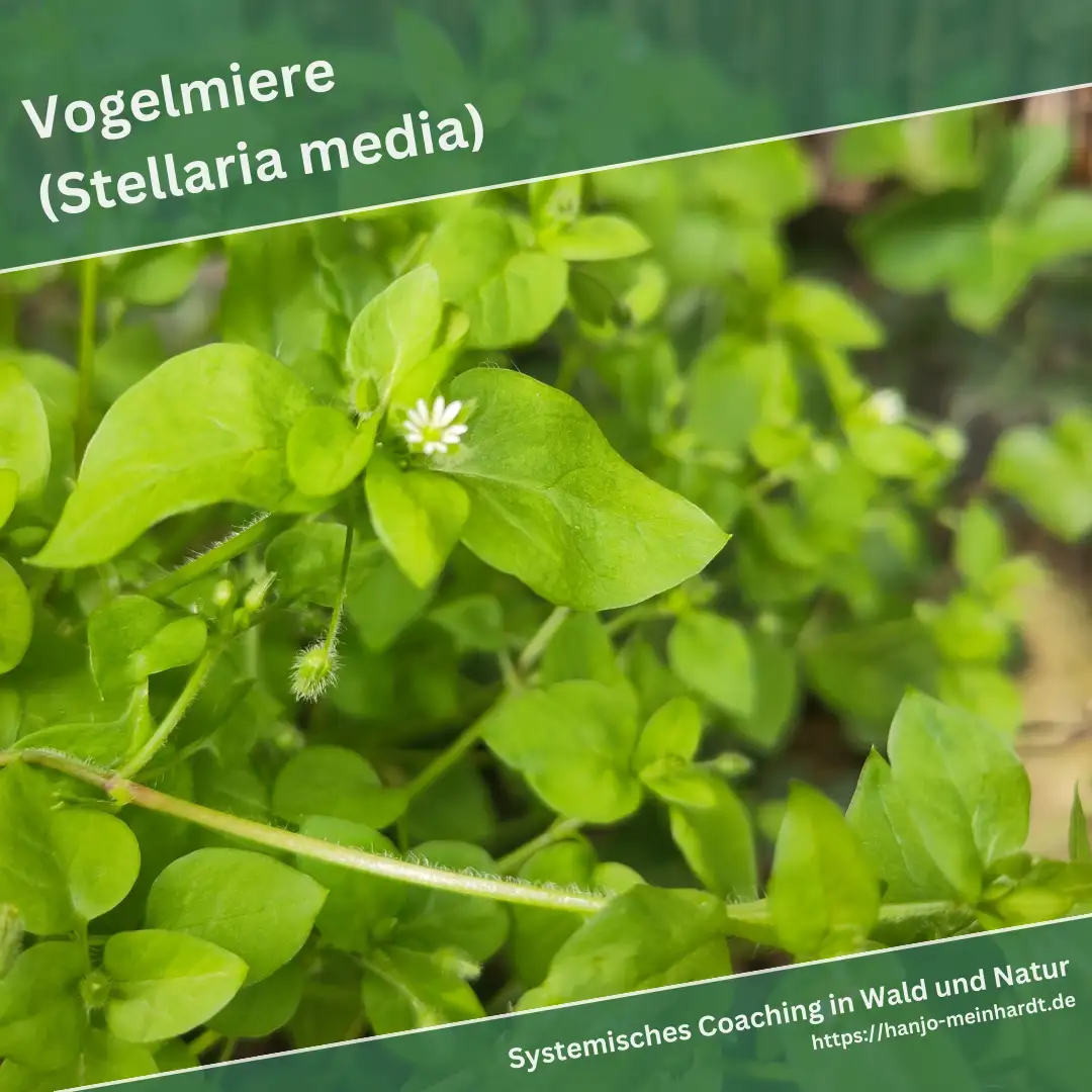 Nahaufnahme von Vogelmiere (Stellaria media) mit ihren charakteristischen kleinen, sternförmigen, weißen Blüten und grünen, ovalen Blättern. Der Fokus liegt auf einer Blüte, die von grünen Blättern umgeben ist.