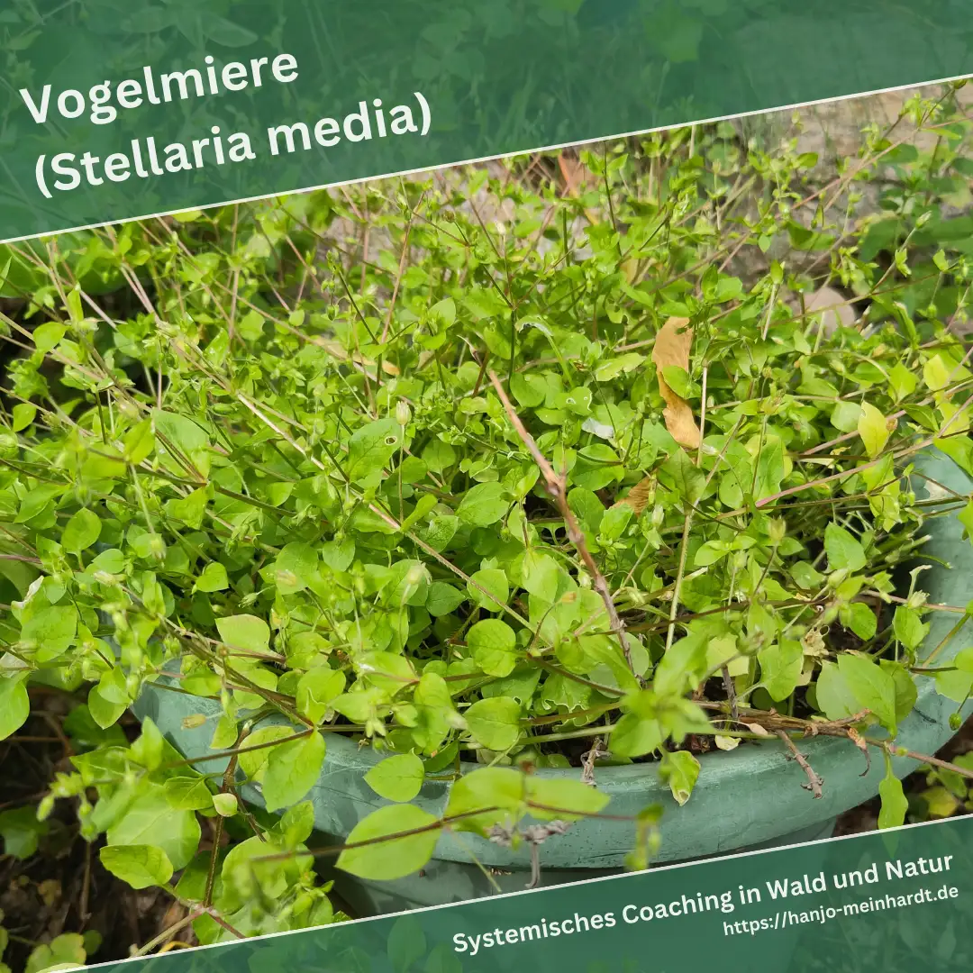 Vogelmiere, die in einem grünen Behälter wächst. Die dichten, grünen Blätter und zarten Stängel füllen den Behälter vollständig aus. Einige Blätter zeigen leichte Spuren von Insektenfraß.