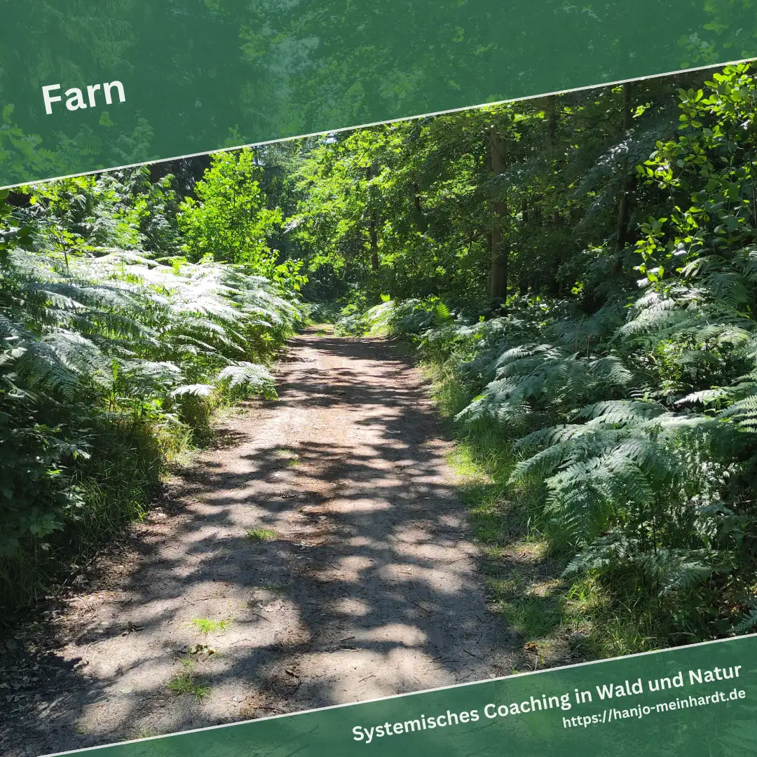 Eine sonnige Waldweg-Szene, flankiert von üppigem Farnbewuchs auf beiden Seiten. Die Farne sind hellgrün und erstrecken sich entlang des Weges, der durch den schattigen Wald führt. Die Licht- und Schattenmuster auf dem Boden verleihen der Szenerie eine ruhige, einladende Atmosphäre.