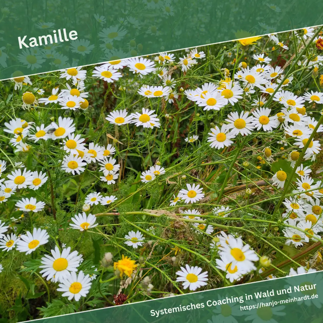 Dichte Ansammlung von blühenden Kamillen in einer bunten Wildblumenwiese.