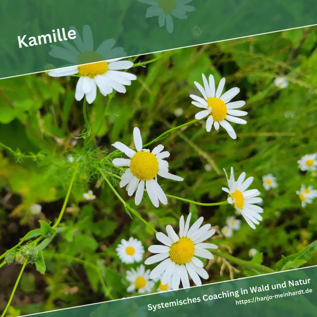 Nahaufnahme von blühenden Kamillenblüten in einer grünen Wildblumenwiese.   