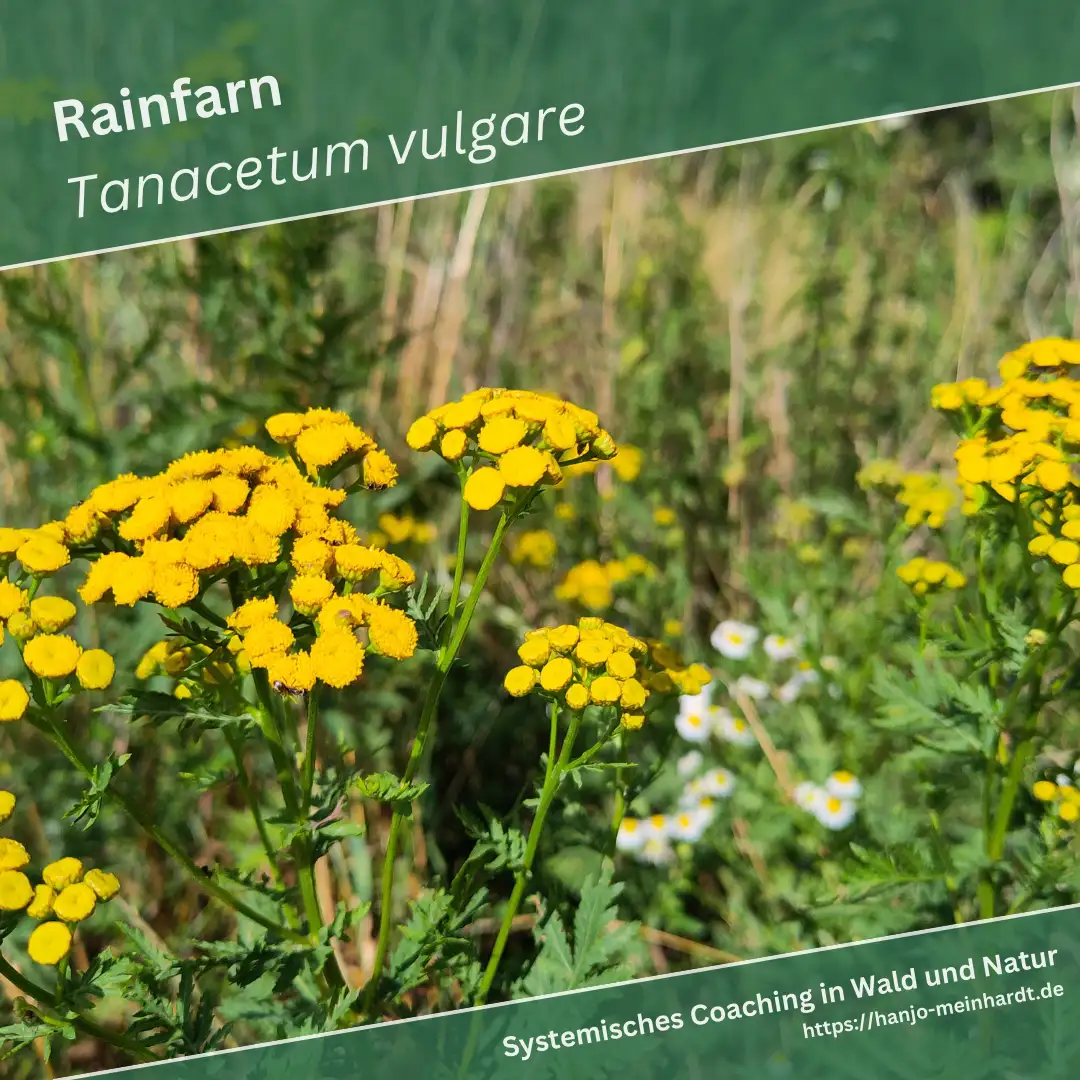 Das Bild zeigt eine Nahaufnahme von Rainfarn (Tanacetum vulgare), einer Pflanze mit leuchtend gelben, knopfartigen Blütenständen. Die Blütenköpfe sind dicht gepackt und die Blätter der Pflanze sind tief eingeschnitten und fiedrig. Im Hintergrund ist eine unscharfe, natürliche Umgebung mit weiteren Pflanzen zu sehen, die auf eine Wiesenlandschaft hinweist.