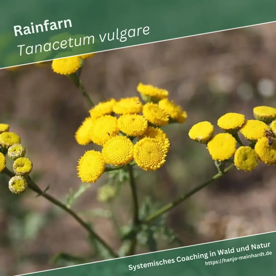 Dieses Bild zeigt eine Nahaufnahme von Rainfarn (Tanacetum vulgare). Die gelben Blütenköpfe sind im Fokus und heben sich deutlich von dem verschwommenen, braun-grünen Hintergrund ab. Die Blüten sind rund und kompakt angeordnet, und man kann die typischen gefiederten Blätter der Pflanze erkennen.