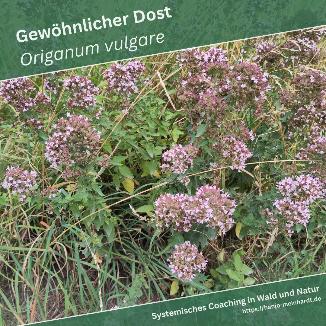 Das Bild zeigt einen Strauch des Gewöhnlichen Dost (Origanum vulgare) in seiner natürlichen Umgebung. Die Pflanze hat zahlreiche kleine, rosa bis violette Blüten, die in dichten, kugelförmigen Blütenständen angeordnet sind. Die grünen Blätter sind oval und leicht behaart. Im Hintergrund ist eine Mischung aus Gras und anderen Pflanzen zu sehen, die auf eine Wiesenlandschaft hinweist.