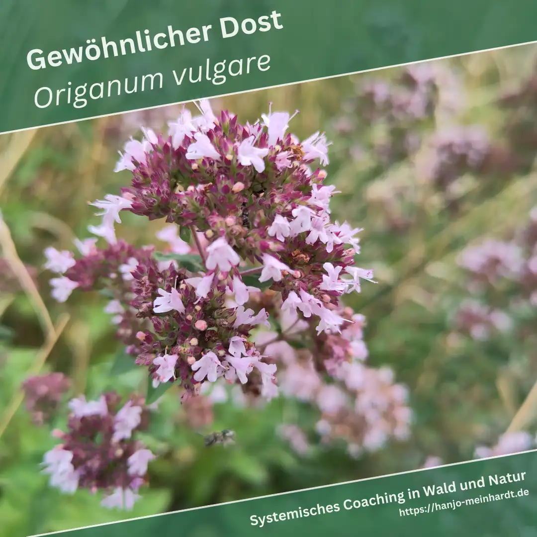 Dieses Bild zeigt eine Nahaufnahme von Gewöhnlichem Dost (Origanum vulgare). Die kleinen, rosa Blüten sind im Fokus und heben sich deutlich vor dem unscharfen, natürlichen Hintergrund ab. Die Blüten sind in dichten Büscheln angeordnet, und man kann die feinen Details der Blütenblätter und Staubblätter erkennen.