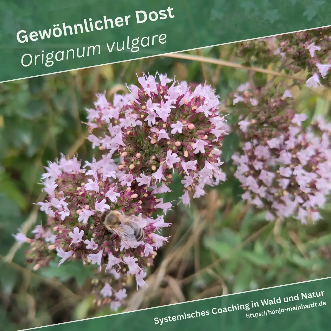 Eine weitere Nahaufnahme des Gewöhnlichen Dost (Origanum vulgare), die mehrere Blütenbüschel zeigt. Die rosa Blüten sind in dichten Büscheln angeordnet, und eine Biene ist auf einer der Blüten zu sehen, was auf die Bedeutung der Pflanze als Nahrungsquelle für Bestäuber hinweist. Der Hintergrund ist unscharf und zeigt eine Mischung aus Grün- und Brauntönen.