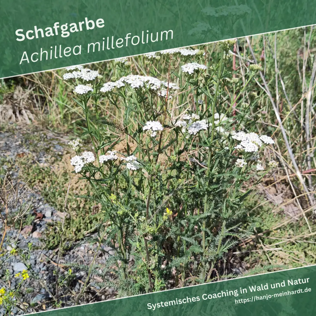 Das Bild zeigt eine Schafgarbe (Achillea millefolium) in einer natürlichen Umgebung. Die Pflanze hat weiße, doldenförmige Blütenstände und gefiederte, grüne Blätter. Im Hintergrund ist eine Mischung aus Gras und anderen Pflanzen zu sehen, die auf einen Wiesen- oder Waldrand hinweisen. Der Boden ist stellenweise mit kleinen Steinen bedeckt.