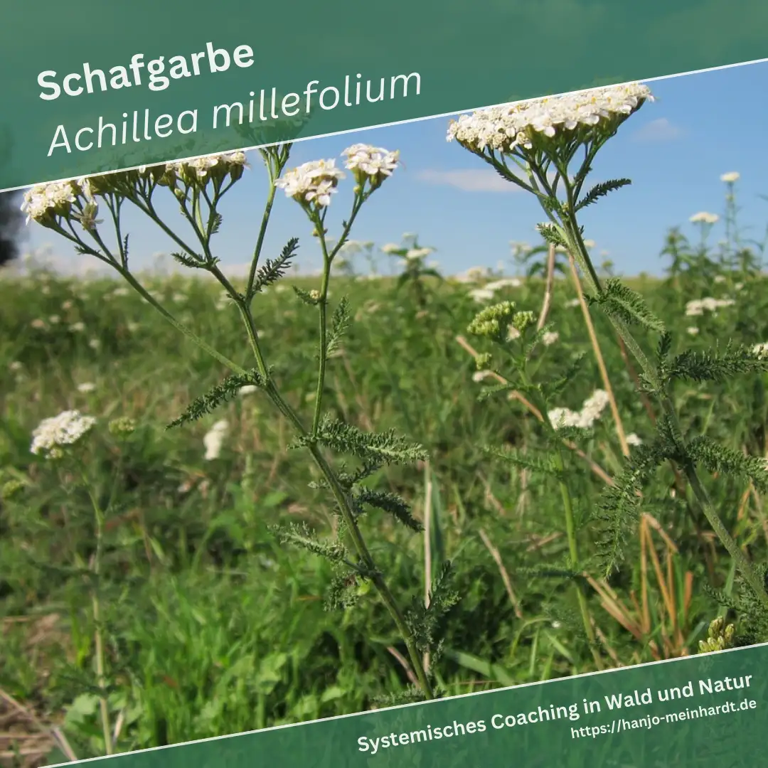 Dieses Bild zeigt eine Nahaufnahme von Schafgarbe (Achillea millefolium) in einer natürlichen Umgebung. Die Pflanze hat weiße, doldenförmige Blüten, die sich deutlich vor dem Hintergrund eines klaren blauen Himmels und einer grünen Wiese abheben. Die gefiederten Blätter und langen Stängel der Pflanze sind gut zu erkennen.