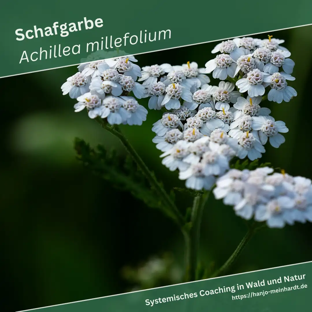 Eine detailreiche Nahaufnahme der Blüten der Schafgarbe (Achillea millefolium). Die kleinen, weißen Blüten sind in dichten Dolden angeordnet und heben sich stark von dem dunklen, unscharfen Hintergrund ab. Die Struktur der Blüten und die feinen Details der Blätter sind deutlich sichtbar, was die Schönheit und Komplexität der Pflanze betont.