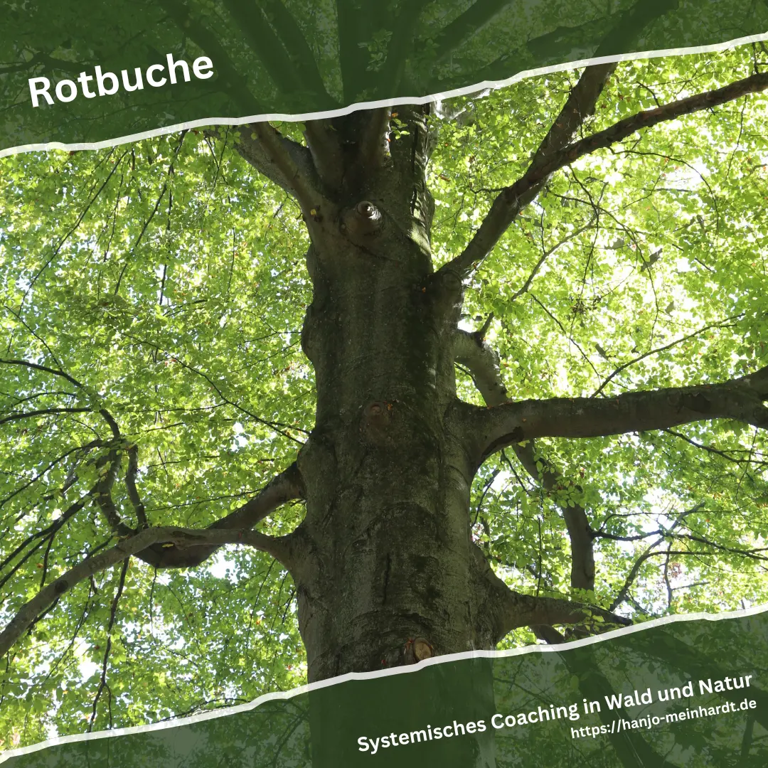 Mächtiger Stamm einer Rotbuche mit grünem Laub