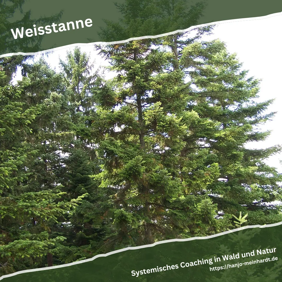 Weißtanne im Wald