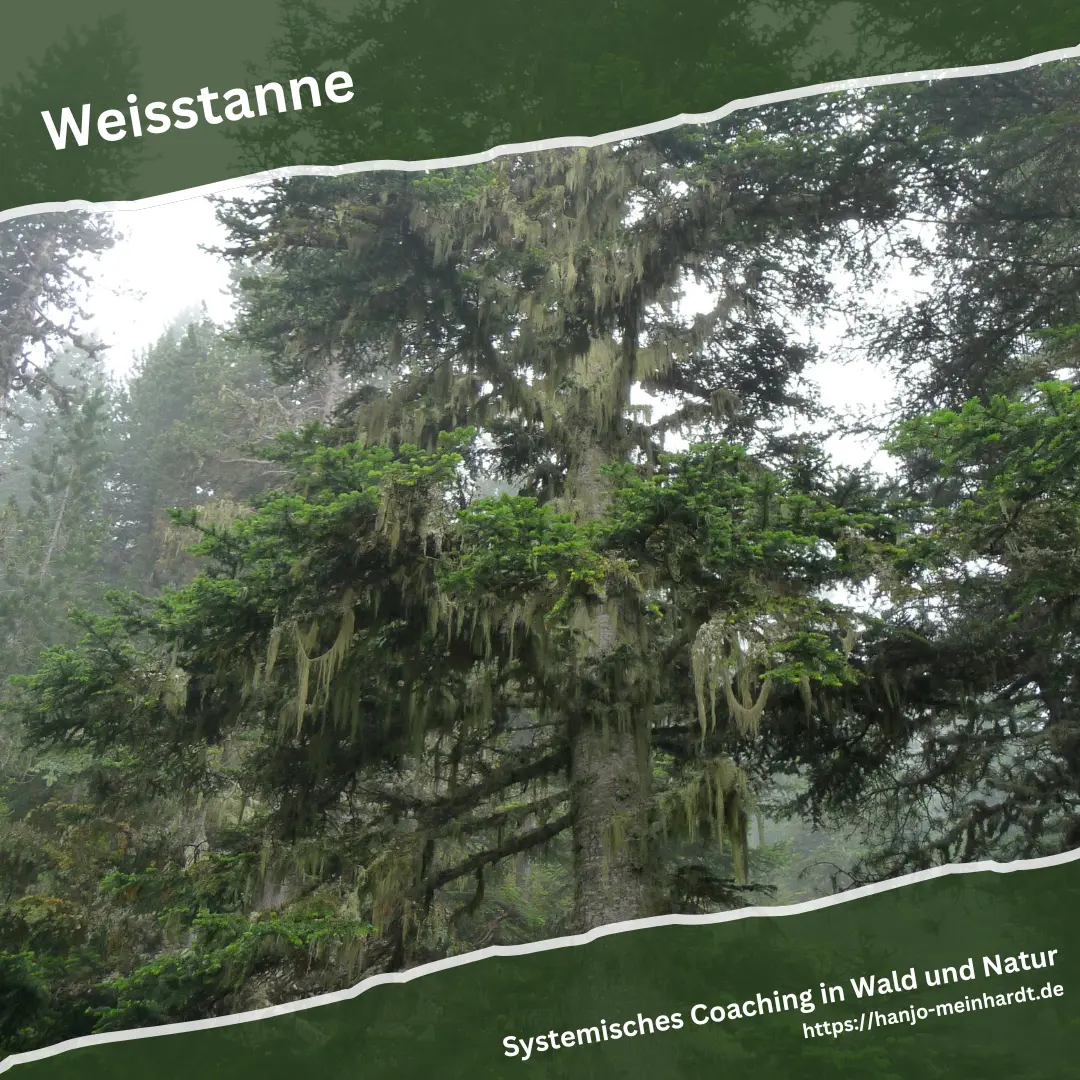 Flechtenbehangene Weißtanne im Wald