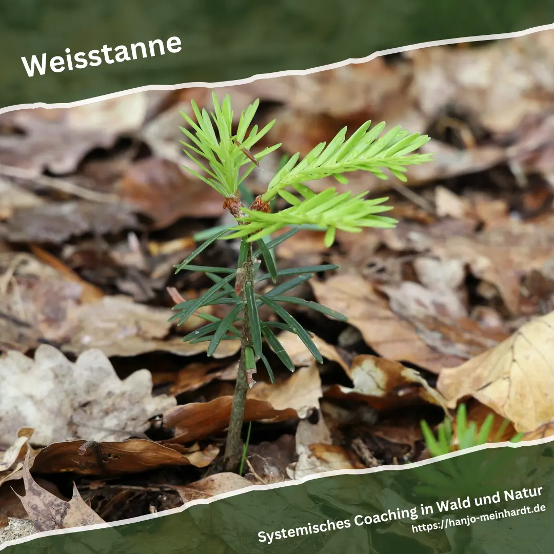 Männliche Blüten einer Weißtanne