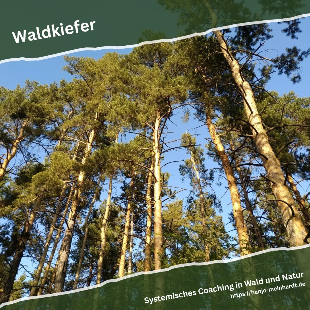 Mehere von Sonnenlicht bestrahlte Waldkiefern recken sich in den Himmel.