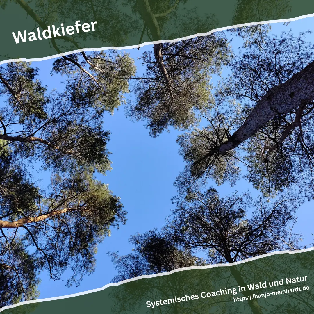 Blick in den Himmel zwischen Waldkiefern