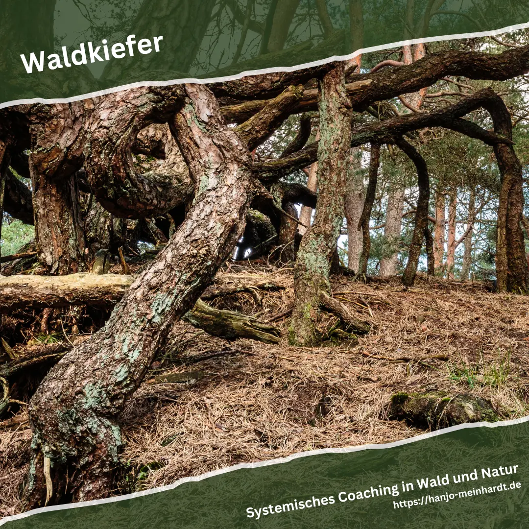 Verschlungene und von Erosion freigelegte Wurzeln einer Waldkiefer