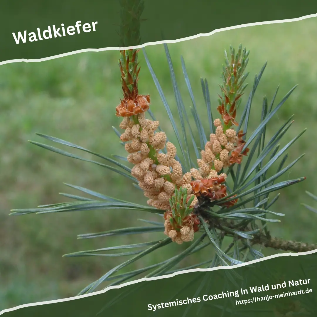 Blütenstand einer Waldkiefer