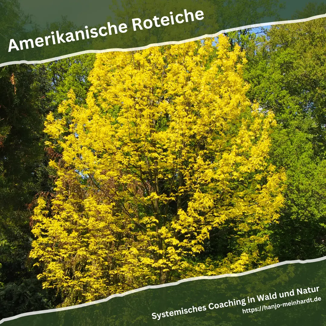 Ein herbstlich gold-gelber Roteichenbaum