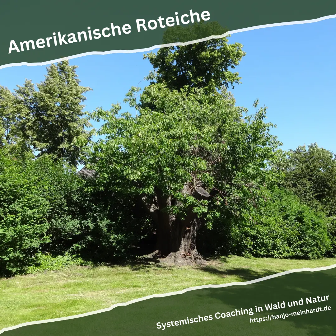Eine knorrige Roteiche