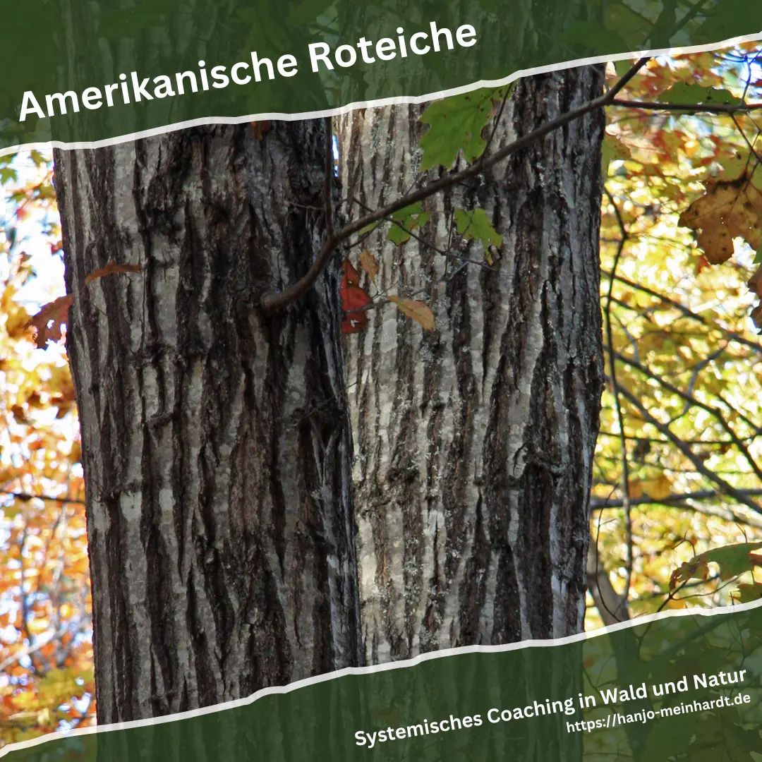 Stamm einer Roteiche