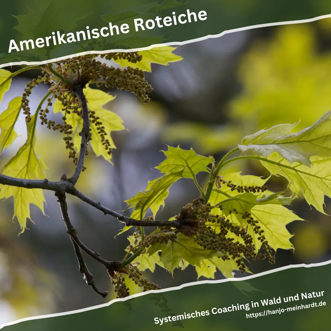 Blütenstände und junge Blätter einer Roteiche