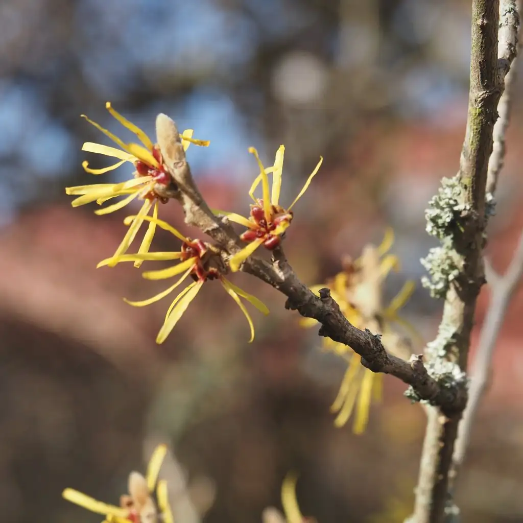 Wald im Jahreskreis - Spaziergang im Vorfrühling