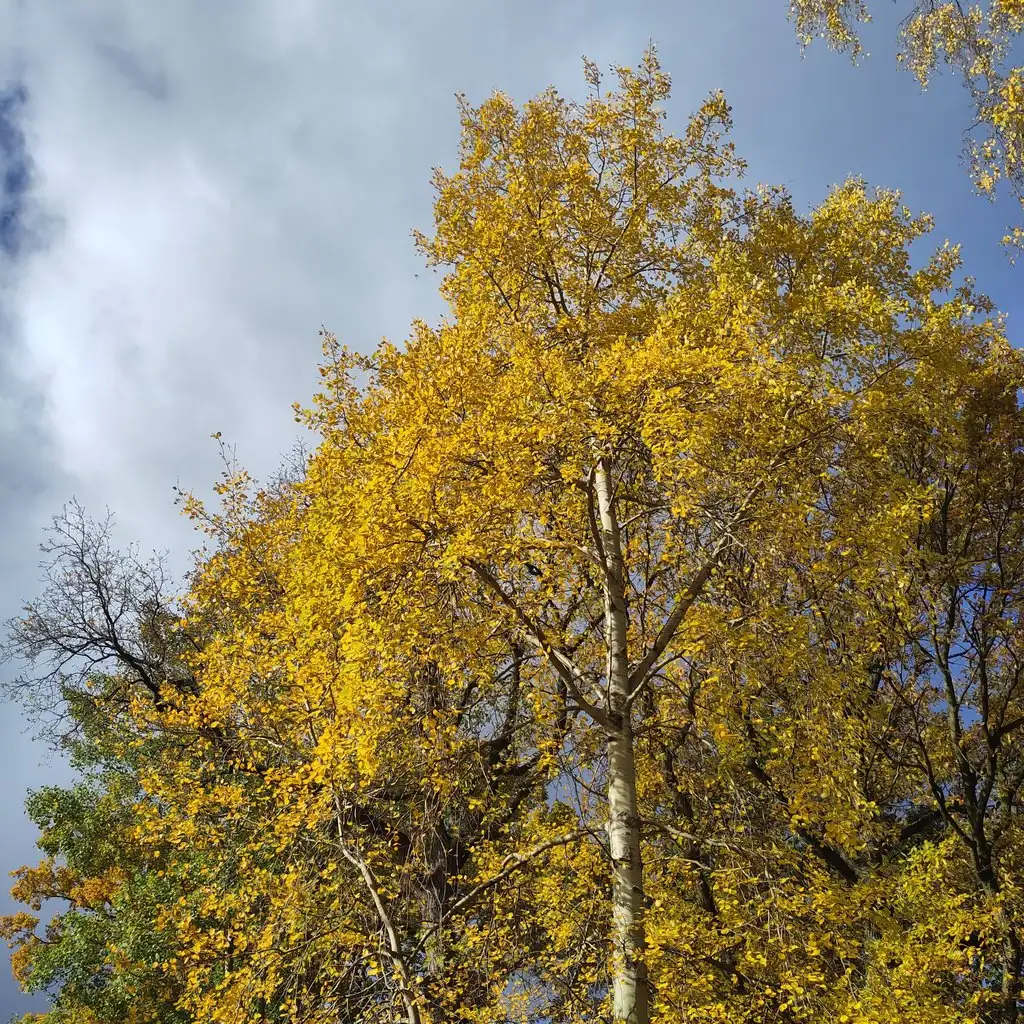 Wald im Jahreskreis - Herbstspaziergang