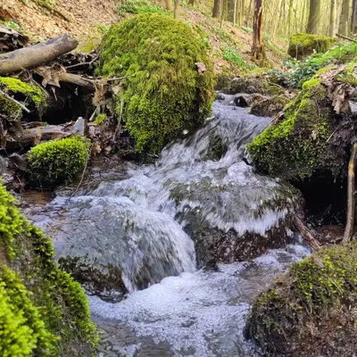 Resilience in Nature Walk