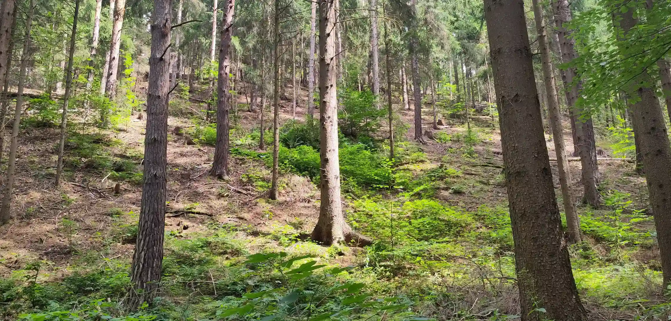 Coaching & Orientierung - Die Welt ist laut. Du bist müde. Und das ist verständlich.