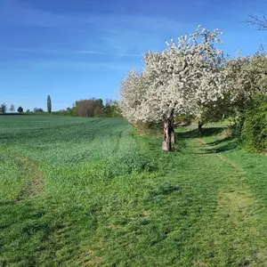 Ein Weg entlang eines Feldes. Unter blauem Himmel stehen blühende Kirschbäume.