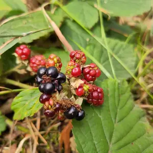 Brombeeren, teilweise reif. Im Hintergrund Waldboden.