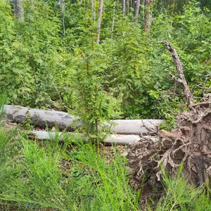 In einem Überwucherten Gelände liegt ein umgestürzter Baum.