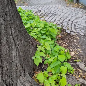 Links im Bild ein Baumstamm, rechts sieht man das Pflaster einer Straße, aus dem Boden neben dem Stamm wachsen grüne Blätter.