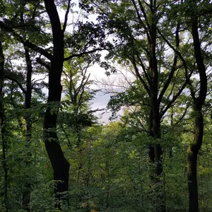 Blick durch Bäume eines Waldes. Fast scheint es als würden die Stämme der Bäume einen Tunnel formen.