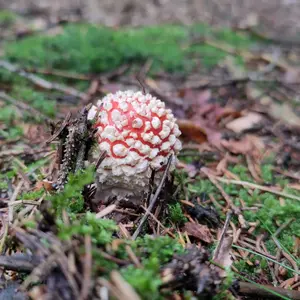 Aus dem Waldboden sprießt ein kleiner kugeliger Fliegenpilz