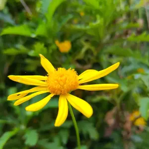 Eine einzelne gelbe Blüte