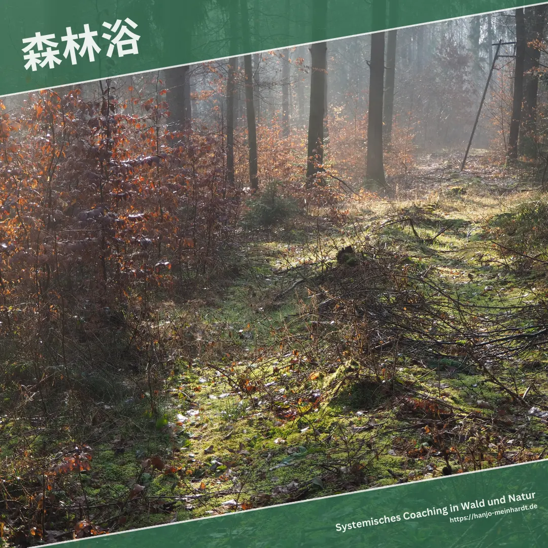 Eine Waldszene überschrieben mit den Japanischen Schriftzeichen für Shinrin-Yoku