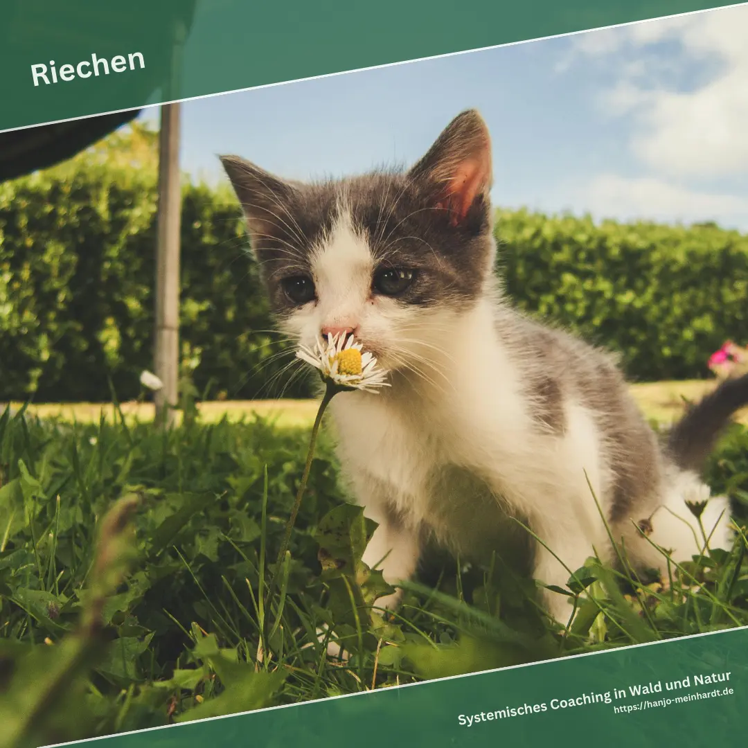 Eine Katze schnuppert an einem Gänseblümchen. Darüber die Überschrift - Riechen