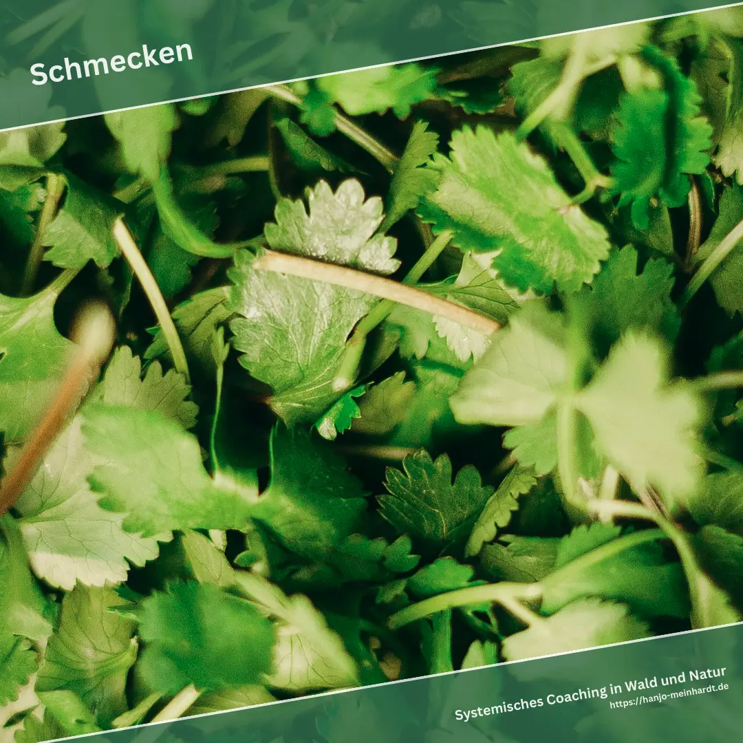 Grüne Kräuterblätter. Darüber die Überschrift - Schmecken