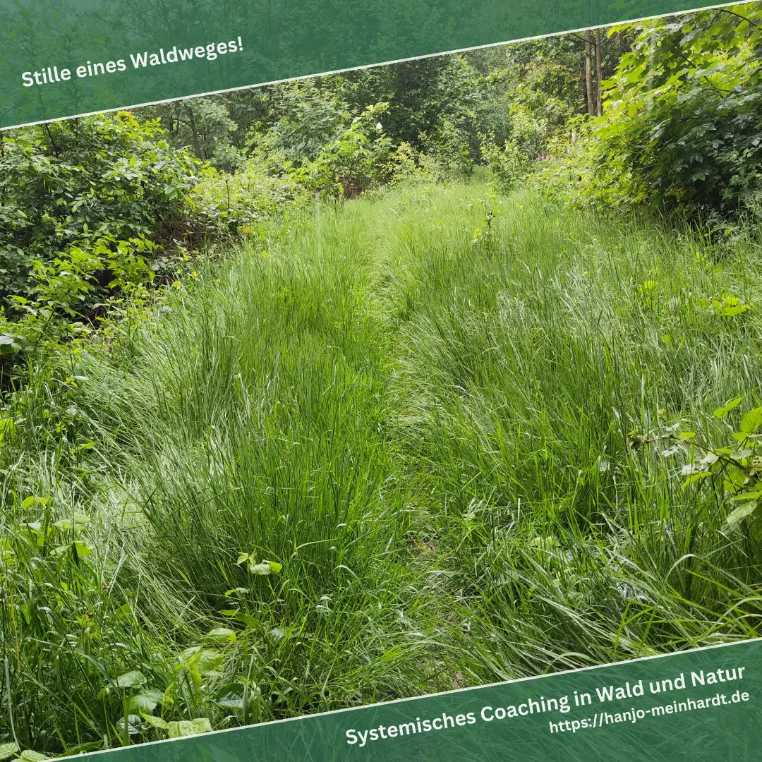 Das Bild zeigt einen schmalen Waldweg, der von hohem Gras und dichten Büschen umgeben ist. Der Weg führt durch eine grüne, üppige Vegetation und wirkt ruhig und abgelegen. Oben im Bild steht der Text 