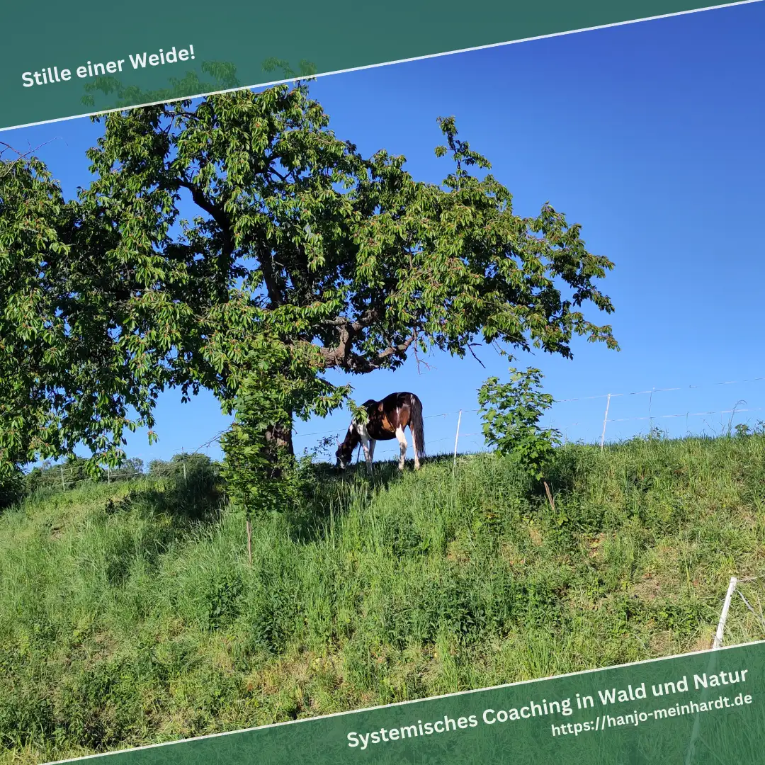 Dieses Bild zeigt eine grasbewachsene Weide mit einem großen Baum in der Mitte. Ein Pferd grast friedlich unter dem Baum. Der Himmel ist klar und blau. Oben im Bild steht der Text 